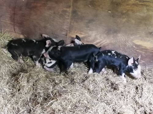 Moo Moo had 8 piglets yesterday!